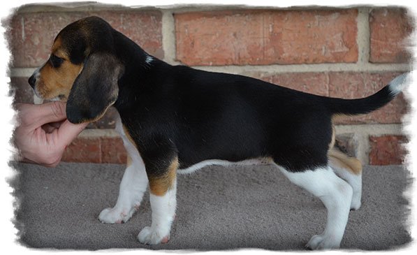 Pup 1