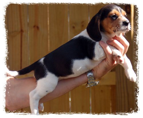 Pup 3